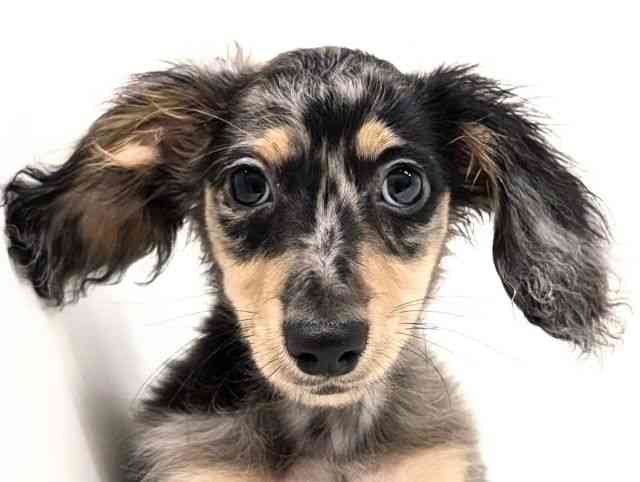 福岡県のミニチュアダックスフンド(ロング) (ひごペットフレンドリーリバーウォーク北九州店/2025年7月25日生まれ/男の子/シルバーダップル)の子犬の1枚目の画像