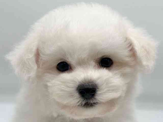 香川県のビションフリーゼ (ひごペットフレンドリーゆめタウン高松店/2025年7月27日生まれ/女の子/ホワイト)の子犬の1枚目の画像