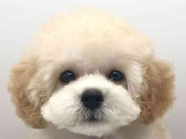 京都府のトイプードル(トイ) (ひごペットフレンドリーイオンモール高の原店/2025年7月27日生まれ/女の子/アプリコット)の子犬の1枚目の画像