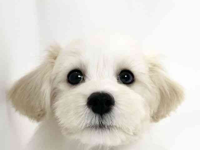 愛媛県のマルプー(マルチーズ×プードル) (ひごペットフレンドリーイオンモール今治新都市店/2025年7月25日生まれ/男の子/ホワイト)の子犬の1枚目の画像