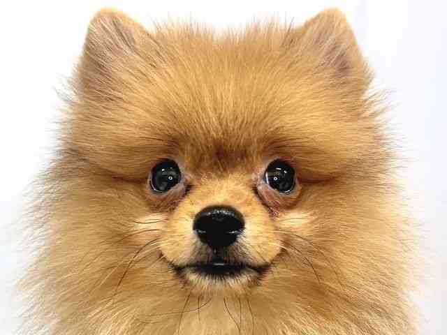 奈良県のポメラニアン (ひごペットフレンドリー奈良パワーシティ店/2025年7月23日生まれ/男の子/オレンジ)の子犬の1枚目の画像