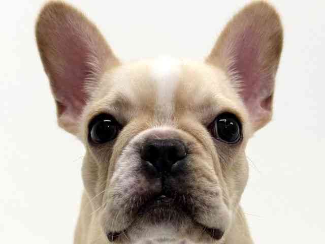 大阪府のフレンチブルドッグ (ひごペットフレンドリーくずはモール店/2025年7月24日生まれ/女の子/クリーム)の子犬の1枚目の画像