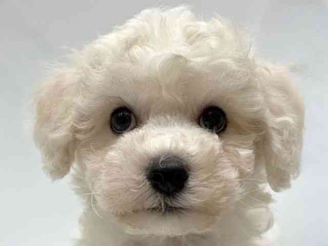 愛知県のビションフリーゼ (ひごペットフレンドリーヴィアモール アピタ江南西店/2025年7月27日生まれ/男の子/ホワイト)の子犬の1枚目の画像