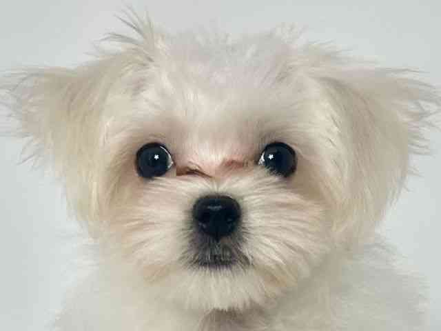 大阪府のマルチーズ (ひごペットフレンドリーアクロスプラザ住之江店/2025年7月25日生まれ/男の子/ホワイト)の子犬の1枚目の画像