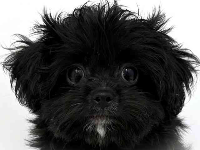 大阪府のハーフ犬・ミックス犬 (ひごペットフレンドリーベルファⅡ都島店/2025年7月26日生まれ/男の子/ブラック)の子犬の1枚目の画像