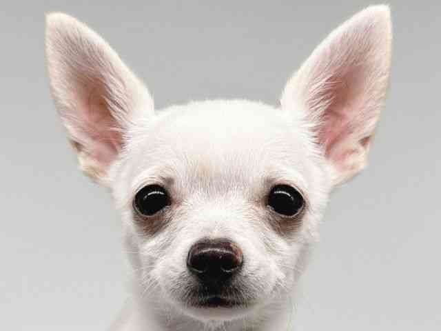 大阪府のポメチワ/チワポメ/ポメチー(ポメラニアン×チワワ) (ひごペットフレンドリー瓜破店/2025年7月25日生まれ/男の子/クリーム)の子犬の1枚目の画像