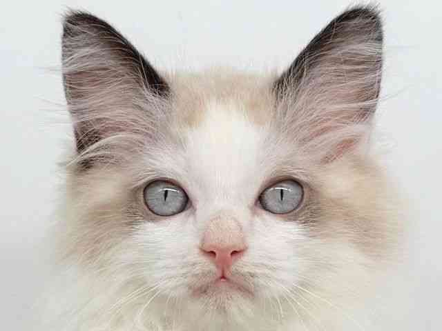 大阪府のラグドール (ひごペットフレンドリー瓜破店/2025年7月26日生まれ/男の子/シールポイントバイカラー)の子猫の1枚目の画像