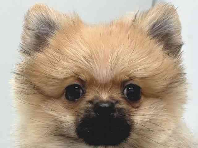 京都府のポメラニアン (ひごペットフレンドリー京都店/2025年7月19日生まれ/男の子/オレンジ)の子犬の1枚目の画像