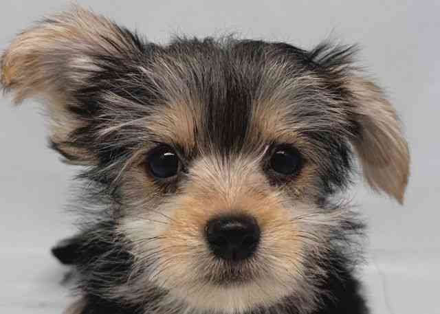 鳥取県のマルキー/マルヨーキー(マルチーズ×ヨークシャーテリア) (ひごペットフレンドリーイオンモール鳥取北店/2025年7月26日生まれ/女の子/スチールブルータン)の子犬の1枚目の画像