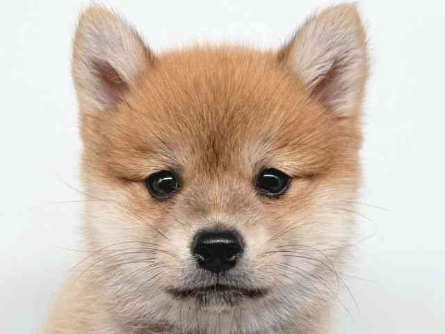 大阪府のポメ柴/豆ポメ/ポメ豆柴(ポメラニアン×柴犬) (ひごペットフレンドリー瓜破店/2025年7月26日生まれ/男の子/赤)の子犬の1枚目の画像