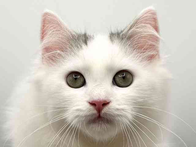 京都府のラガマフィン (ひごペットフレンドリーイオンモール高の原店/2025年7月25日生まれ/男の子/ブラウンタビーホワイト)の子猫の1枚目の画像