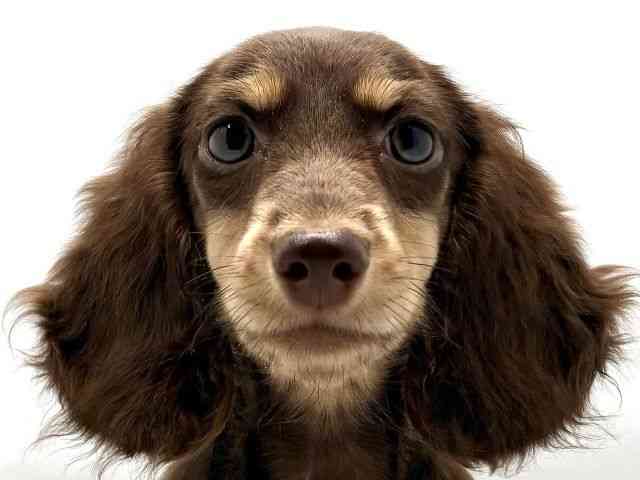 大阪府のミニチュアダックスフンド(ロング) (ひごペットフレンドリー東淀川店/2025年7月23日生まれ/女の子/チョコレートタン)の子犬の1枚目の画像