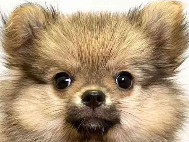 愛媛県のハーフ犬・ミックス犬 (ひごペットフレンドリーエミフルMASAKI店/2025年7月25日生まれ/男の子/オレンジ)の子犬の1枚目の画像