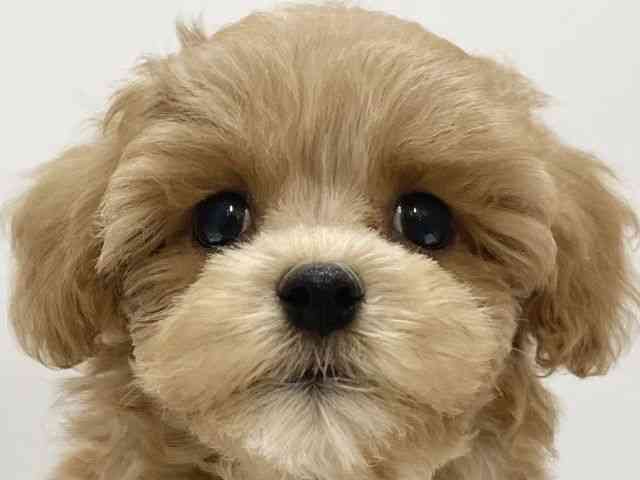 高知県のハーフ犬・ミックス犬 (ひごペットフレンドリーイオンモール高知店/2025年7月27日生まれ/女の子/クリーム)の子犬の1枚目の画像