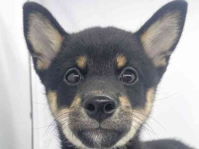 兵庫県の柴犬(標準サイズ) (ひごペットフレンドリーイオンタウン加古川店/2025年7月27日生まれ/男の子/黒)の子犬の1枚目の画像