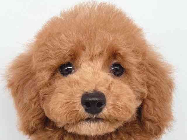 大阪府のトイプードル(トイ) (ひごペットフレンドリー瓜破店/2025年7月26日生まれ/男の子/レッド)の子犬の1枚目の画像