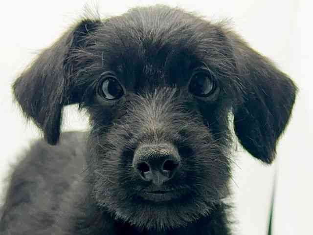 大阪府のハーフ犬・ミックス犬 (ひごペットフレンドリーみのおキューズモール店/2025年7月24日生まれ/男の子/ブラック)の子犬の1枚目の画像