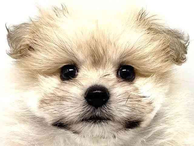 大阪府のポメマル/マルポメ(ポメラニアン×マルチーズ) (ひごペットフレンドリーイオンタウン豊中庄内店/2025年7月25日生まれ/女の子/フォーン)の子犬の1枚目の画像