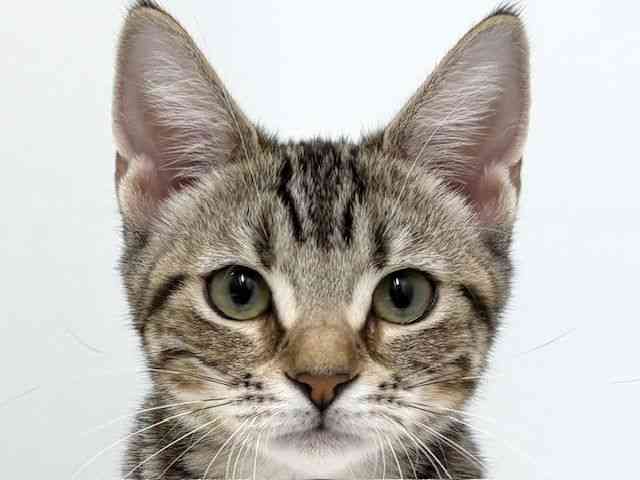 大阪府のアメリカンショートヘアー (ひごペットフレンドリーベルファⅡ都島店/2025年7月20日生まれ/女の子/ブラウンタビーホワイト)の子猫の1枚目の画像