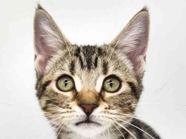 大阪府のアメリカンショートヘアー (ひごペットフレンドリー泉ヶ丘店/2025年7月20日生まれ/女の子/ブラウンタビーホワイト)の子猫の1枚目の画像