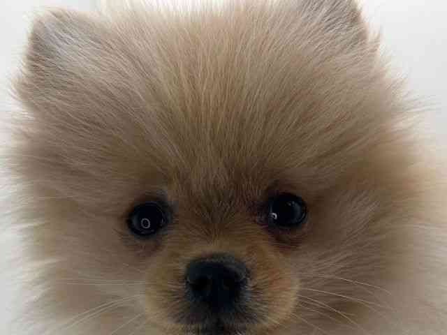 島根県のポメラニアン (ひごペットフレンドリーイオンモール出雲店/2025年7月25日生まれ/女の子/クリーム)の子犬の1枚目の画像