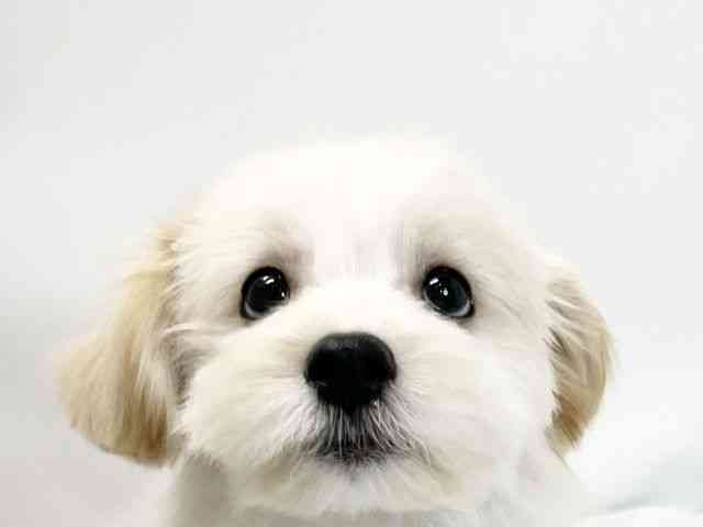 愛媛県のハーフ犬・ミックス犬 (ひごペットフレンドリーイオンモール今治新都市店/2025年7月26日生まれ/男の子/クリーム)の子犬の1枚目の画像