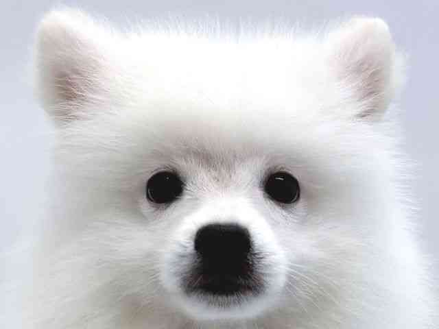 京都府の日本スピッツ (ひごペットフレンドリー京都店/2025年7月28日生まれ/女の子/ホワイト)の子犬の1枚目の画像