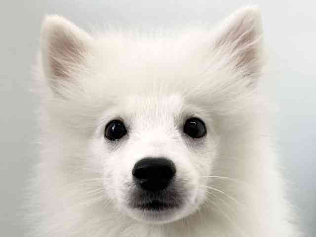 京都府の日本スピッツ (ひごペットフレンドリー京都店/2025年7月28日生まれ/女の子/ホワイト)の子犬の1枚目の画像