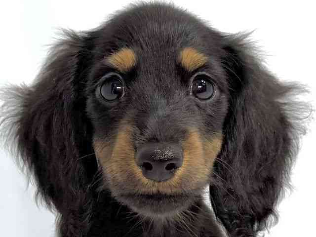 大阪府のミニチュアダックスフンド(ロング) (ひごペットフレンドリーイオンそよら海老江店/2025年7月27日生まれ/女の子/ブラックタン)の子犬の1枚目の画像