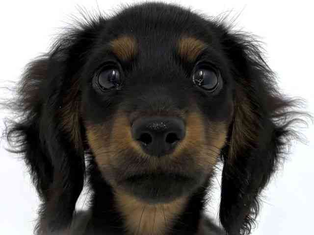 大阪府のミニチュアダックスフンド(ロング) (ひごペットフレンドリーベルファⅡ都島店/2025年7月27日生まれ/男の子/ブラックタン)の子犬の1枚目の画像