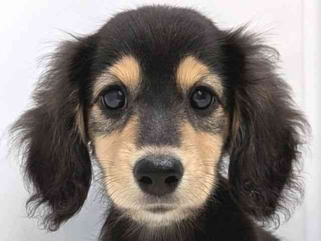 広島県のミニチュアダックスフンド(ロング) (ひごペットフレンドリーゆめタウン廿日市店/2025年7月27日生まれ/女の子/ブラックイエロー)の子犬の1枚目の画像