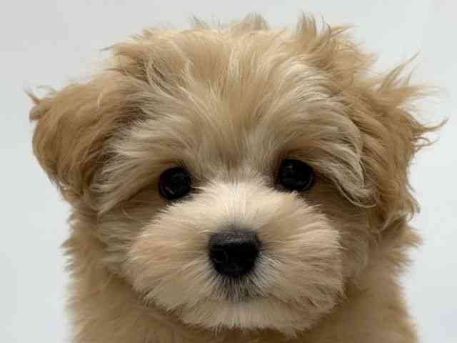 愛知県のハーフ犬・ミックス犬 (ひごペットフレンドリーヴィアモール アピタ江南西店/2025年7月27日生まれ/男の子/アプリコット)の子犬の1枚目の画像