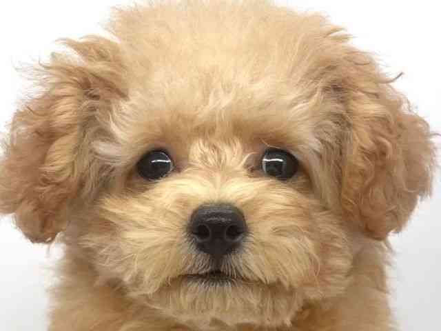 兵庫県のトイプードル(トイ) (ひごペットフレンドリーイオンタウン加古川店/2025年7月26日生まれ/女の子/アプリコット)の子犬の1枚目の画像