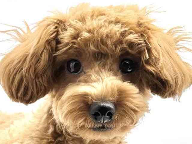 兵庫県のトイプードル(トイ) (ひごペットフレンドリークラウンパーク伊丹店/2025年7月25日生まれ/女の子/レッド)の子犬の1枚目の画像