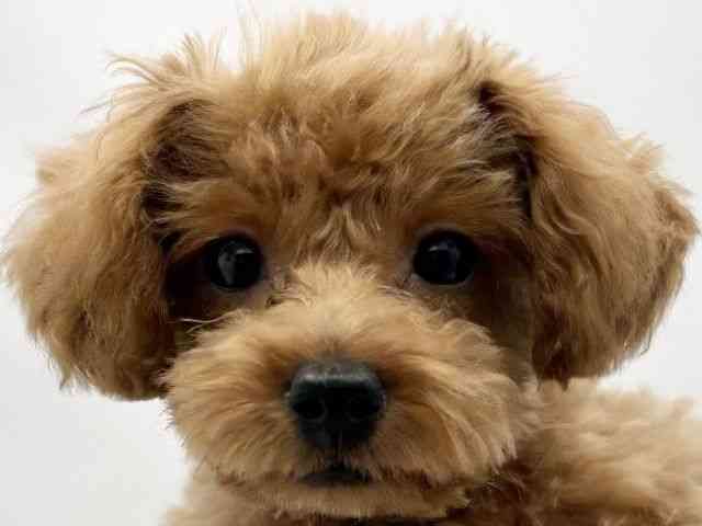 兵庫県のトイプードル(トイ) (ひごペットフレンドリークラウンパーク伊丹店/2025年7月25日生まれ/女の子/レッド)の子犬の1枚目の画像