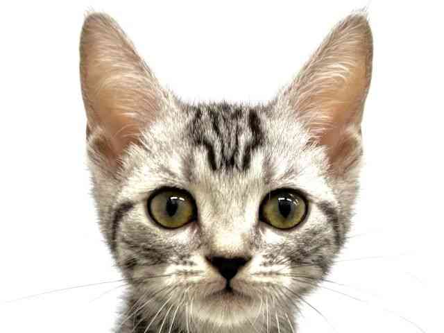 大阪府のアメリカンショートヘアー (ひごペットフレンドリーイオンタウン茨木太田店/2025年7月26日生まれ/女の子/シルバータビー)の子猫の1枚目の画像