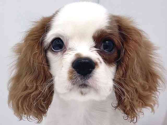 奈良県のキャバリアキングチャールズスパニエル (ひごペットフレンドリー奈良パワーシティ店/2025年7月26日生まれ/男の子/ブレンハイム)の子犬の1枚目の画像