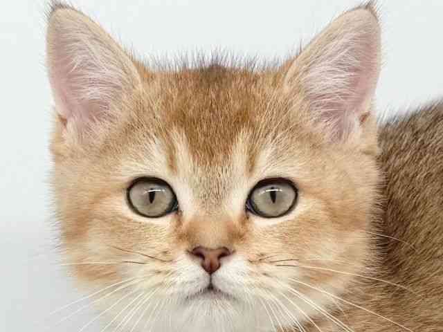 大阪府のスコティッシュフォールド (ひごペットフレンドリー瓜破店/2025年7月26日生まれ/男の子/ブラウンタビー)の子猫の1枚目の画像