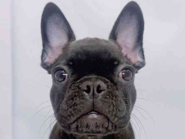 大阪府のフレンチブルドッグ (ひごペットフレンドリーイズミヤショッピングセンター千里丘店/2025年7月23日生まれ/男の子/ブリンドル)の子犬の1枚目の画像