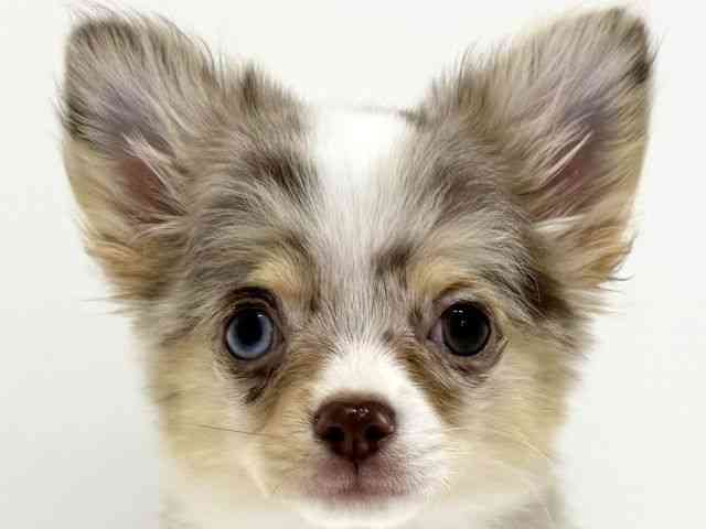 大阪府のチワワ(ロング) (ひごペットフレンドリーくずはモール店/2025年7月26日生まれ/男の子/チョコレートマール)の子犬の1枚目の画像