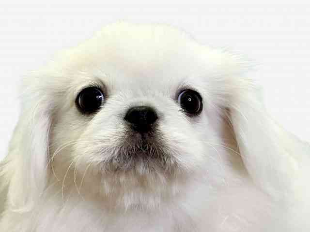 愛媛県のペキニーズ (ひごペットフレンドリーエミフルMASAKI店/2025年7月29日生まれ/男の子/ホワイト)の子犬の1枚目の画像