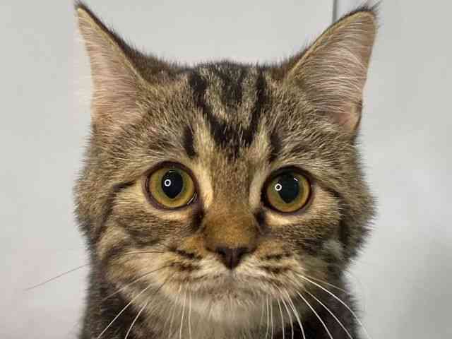 島根県のミヌエット (ひごペットフレンドリーイオンモール出雲店/2025年7月24日生まれ/男の子/ブラウンタビー)の子猫の1枚目の画像