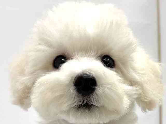 大阪府のトイプードル(トイ) (ひごペットフレンドリーイオンタウン茨木太田店/2025年7月18日生まれ/男の子/クリーム)の子犬の1枚目の画像