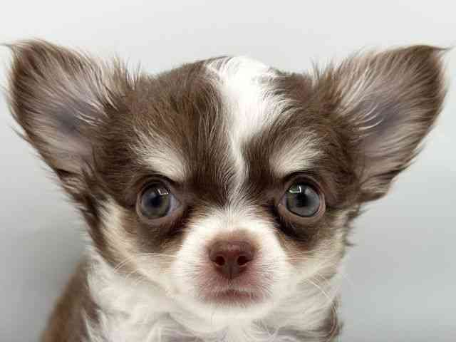 大阪府のチワワ(ロング) (ひごペットフレンドリーみのおキューズモール店/2025年7月27日生まれ/女の子/チョコレートタンホワイト)の子犬の1枚目の画像