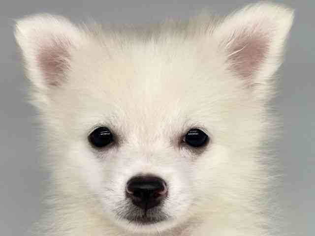 徳島県のポメプー(ポメラニアン×プードル) (ひごペットフレンドリーゆめタウン徳島店/2025年7月28日生まれ/男の子/ホワイト)の子犬の1枚目の画像