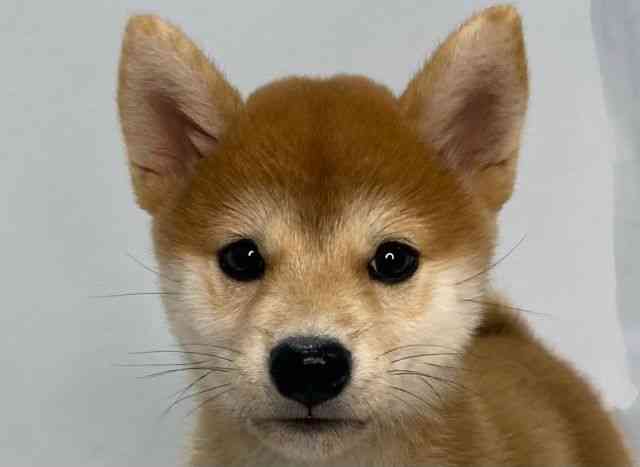 島根県の柴犬(標準サイズ) (ひごペットフレンドリーイオンモール出雲店/2025年7月27日生まれ/女の子/赤)の子犬の1枚目の画像