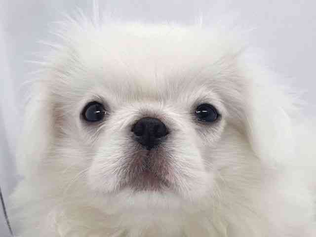 兵庫県のペキニーズ (ひごペットフレンドリーイオンタウン加古川店/2025年7月29日生まれ/男の子/ホワイト)の子犬の1枚目の画像