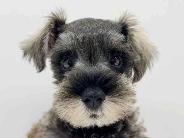 兵庫県のミニチュアシュナウザー (ひごペットフレンドリークラウンパーク伊丹店/2025年7月28日生まれ/男の子/ソルトペッパー)の子犬の1枚目の画像