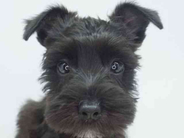 福岡県のミニチュアシュナウザー (ひごペットフレンドリーゆめタウン筑紫野店/2025年7月28日生まれ/女の子/ブラック)の子犬の1枚目の画像