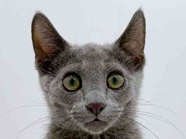 広島県のロシアンブルー (ひごペットフレンドリーフジグラン神辺店/2025年7月28日生まれ/男の子/ブルー)の子猫の1枚目の画像